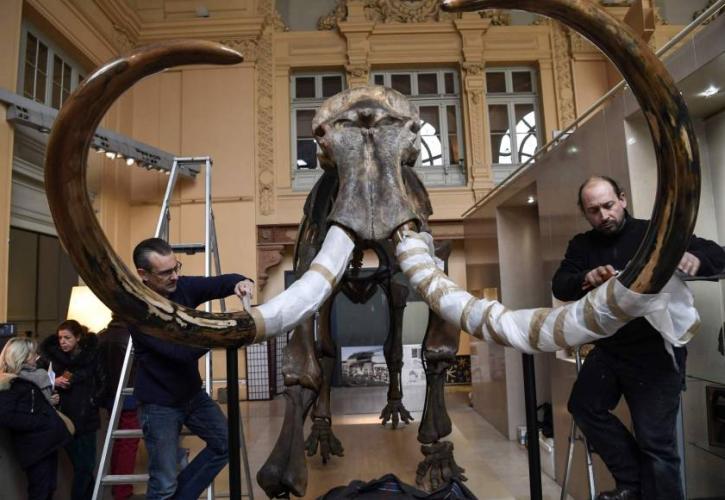 Μισό εκατ. ευρώ για ένα γιγαντιαίο μαμούθ