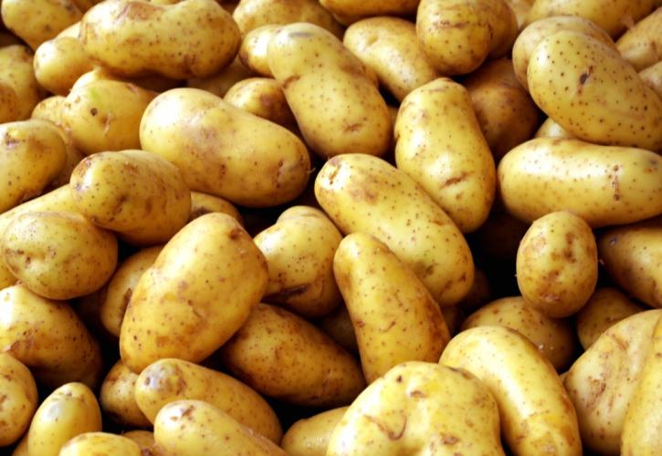 Η πατάτα Νάξου ετοιμάζεται για… Γκίνες