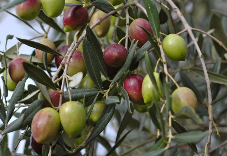 Με 5 εκατ. ξεκινά η αποκωδικοποίηση του DNA της ελιάς