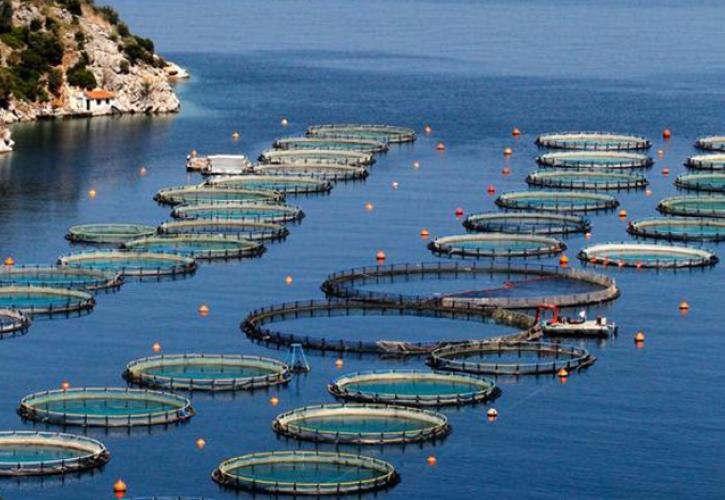 Ελληνικό ψάρι: Πέρασε την «τέλεια καταιγίδα» και άντεξε - Χρηματοδότηση και καινοτομία το διττό στοίχημα