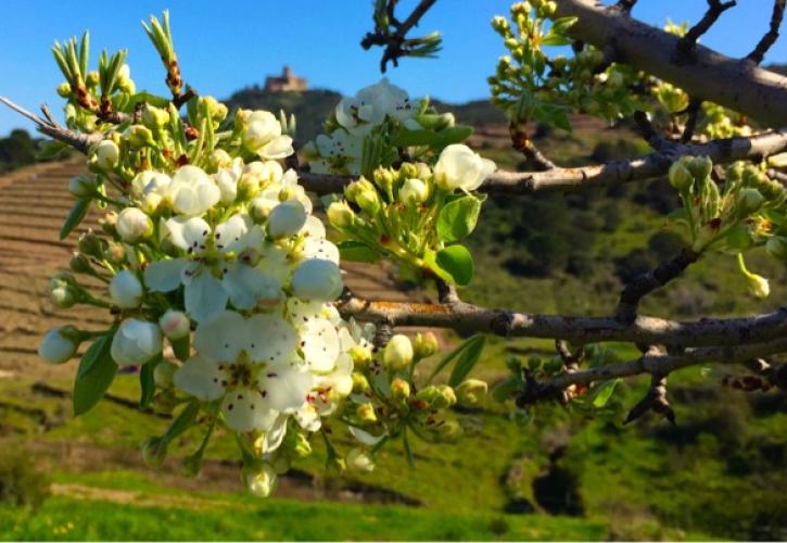 Η Άνοιξη «συρρικνώνεται» κάθε χρόνο 