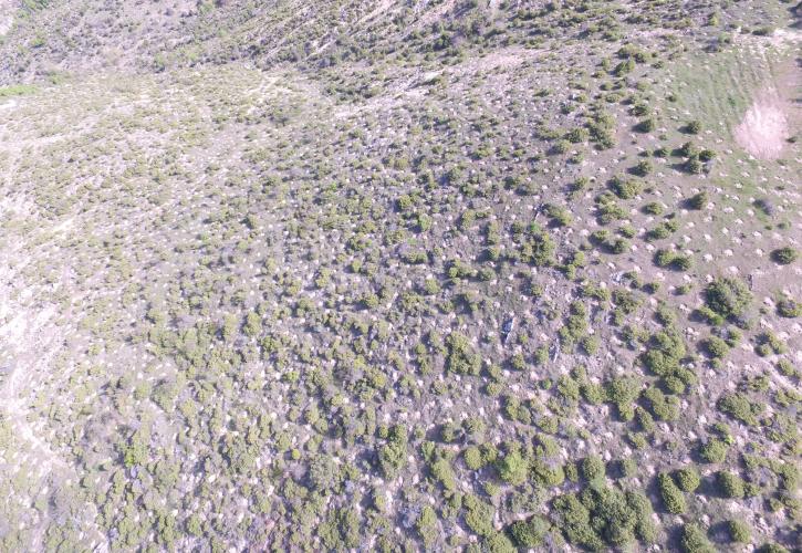 Αναδάσωση από τον ΤΑΡ στη Βόρεια Ελλάδα