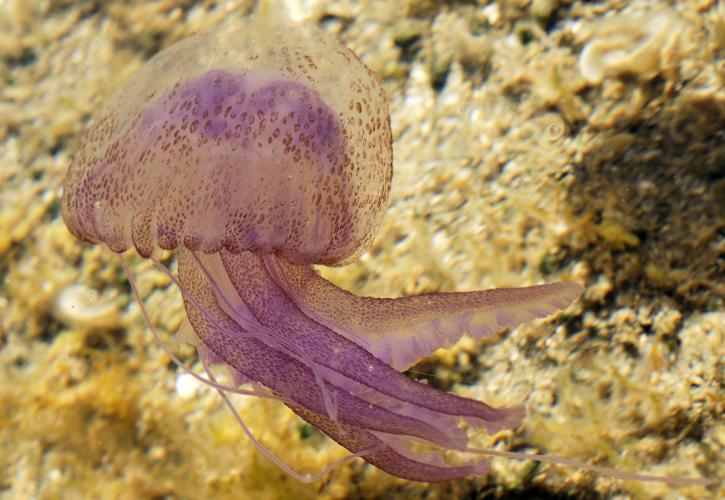 Διαδραστικός χάρτης δείχνει την εμφάνιση μεδουσών στην Ελλάδα
