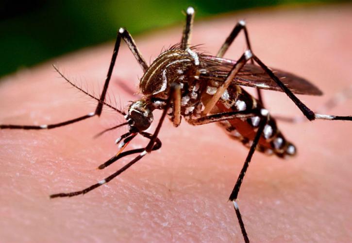 Βρετανία: Επιστήμονες δημιούργησαν τροποποιημένα κουνούπια που δεν μπορούν να μεταδώσουν την ελονοσία