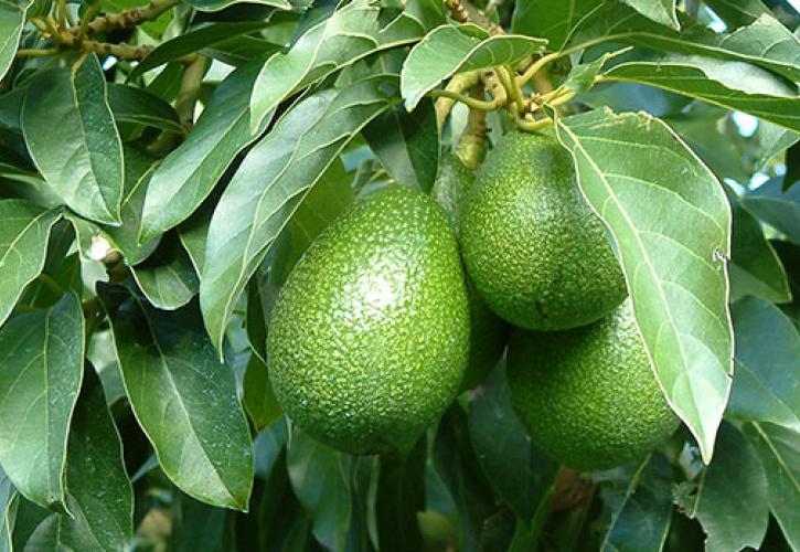 Γιατί δεν πρέπει να πετάμε τη φλούδα του αβοκάντο