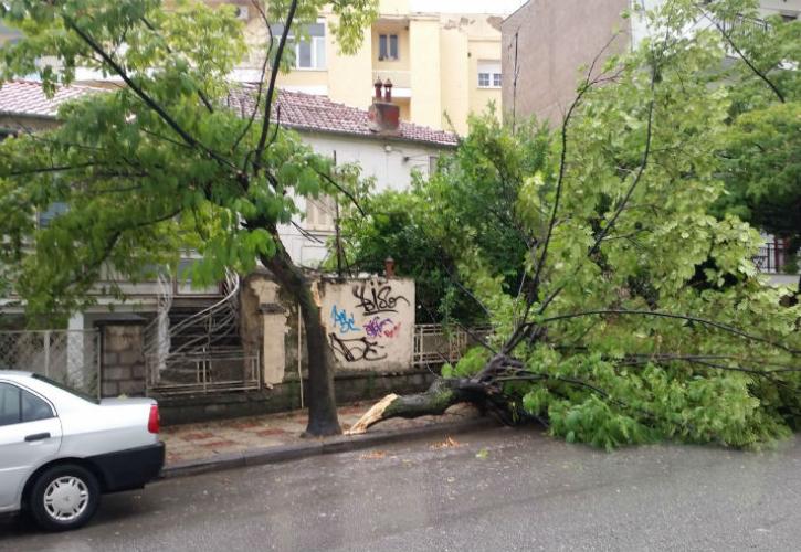 Κακοκαιρία «Ελπίδα»: Αποζημιώσεις για ζημιές από πτώσεις δέντρων σε Ζωγράφου και Βριλήσια