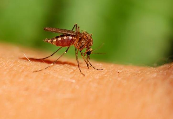 Υπ. Υγείας: Συναγερμός για εμφάνιση κουνουπιών που συνδέονται με Δάγκειο, Zika και Chikungunya