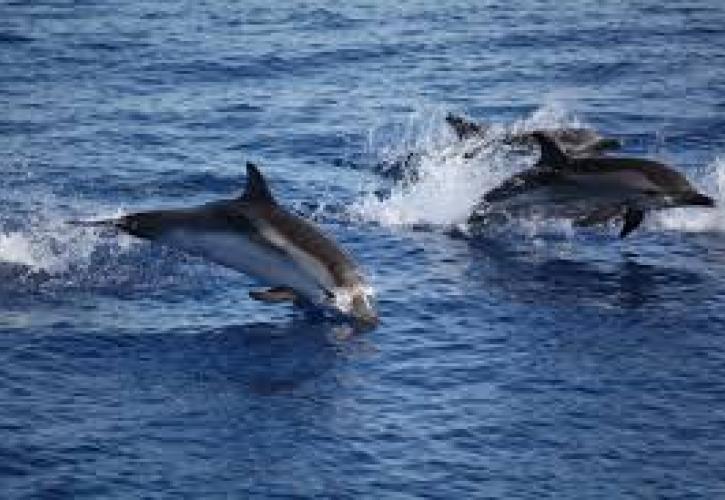 Δημιουργείται το 1o Εθνικό Δίκτυο Διαχείρισης Εκβρασμών Ειδών Θαλάσσιας Άγριας Πανίδας