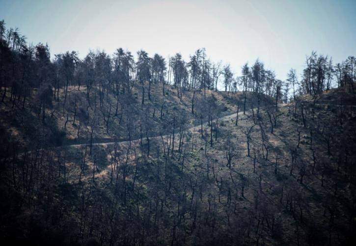 Σε ύφεση η πυρκαγιά στην Εύβοια – «Χάθηκαν» 24.000 στρέμματα