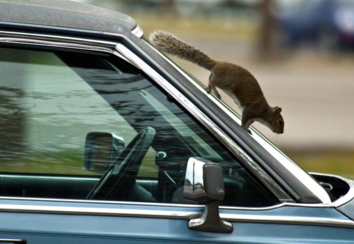 Τα αυτόνομα κινούμενα οχήματα θα οφείλουν πολλά στα… τρωκτικά