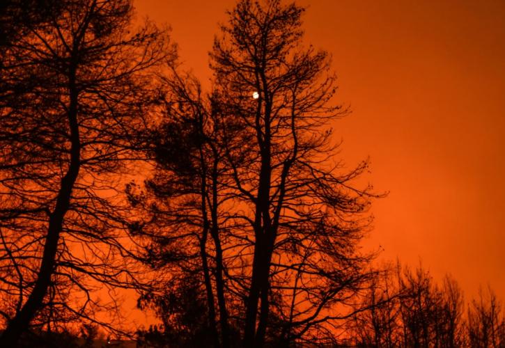 Οικολογική καταστροφή στη Ζάκυνθο: Κάηκαν 7.500 στρέμματα δάσους