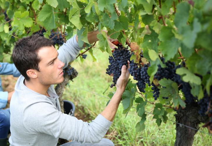 Επιπλέον 1,2 δισ. ευρώ ετησίως από τον αγροδιατροφικό τομέα