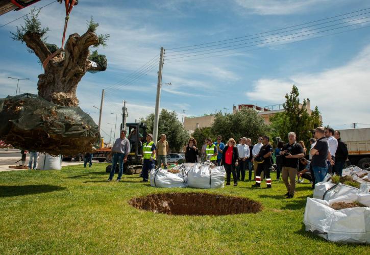 Παράδοση ελαιόδεντρων από την ΕΡΓΟΣΕ για μεταφύτευση σε Αθήνα και Ίλιον