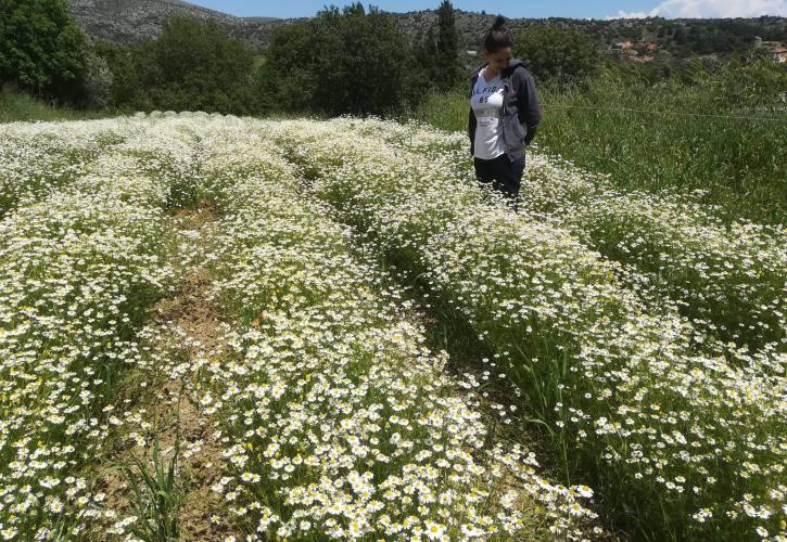 Προγράμματα Αγροτικής Ανάπτυξης - Σε αναμονή και σε εξέλιξη...
