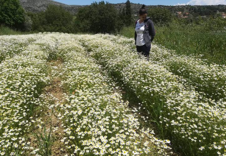 Τα χιώτικα αρωματικά φυτά και βότανα ταξιδεύουν σε όλο τον κόσμο