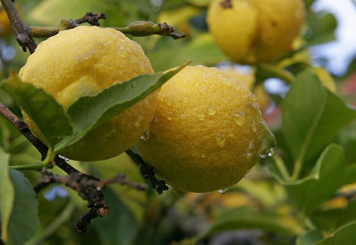 Λεμόνια και αμύγδαλα στην υπηρεσία της... αυτοκινητοβιομηχανίας (vid)