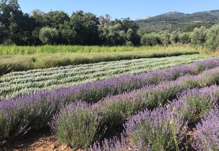 Στη Λάρισα οι πρώτες «βιοκλίνες»