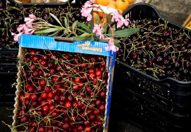 Γιατί τα ελληνικά κεράσια έγιναν περιζήτητα στο εξωτερικό