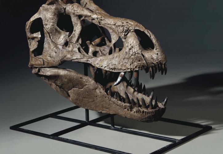 Christie’s: Σε δημοπρασία ένας σκελετός T-rex, ηλικίας 67 εκατομμυρίων ετών