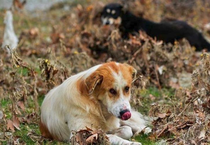 Βουλή: Κατατέθηκε το νομοσχέδιο για τα ζώα συντροφιάς - Τι προβλέπεται