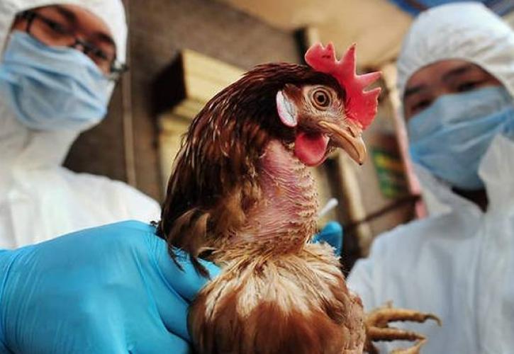 Ογδόντα χιλιάδες κοτόπουλα θα θανατωθούν στην Τσεχία λόγω της γρίπης των πτηνών