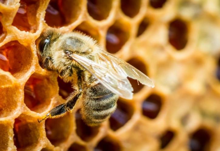 Αύξηση της χρηματοδότησης για τη μελισσοκομία