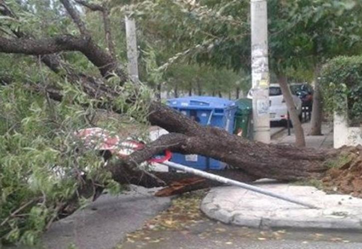 «Υπεύθυνα για το χάος που προκλήθηκε από την 'Μήδεια' τα 1.200 δένδρα», αλήθεια έτσι λέτε;