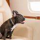 Bark Air: Μια νέα αεροπορική εταιρεία αφιερωμένη στα κατοικίδια απογειώνεται τον Μάιο
