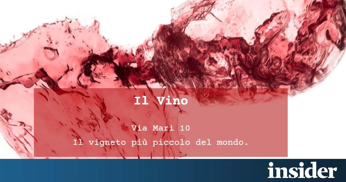 Il “vigneto più piccolo del mondo” vende vino a 5.000 euro a bottiglia