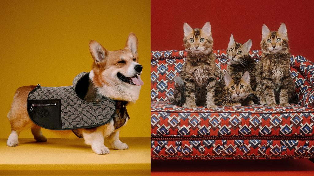 Gucci Pet: Η νέα σειρά ρούχων, αξεσουάρ και αντικειμένων για σκύλους και γάτες από την Gucci 