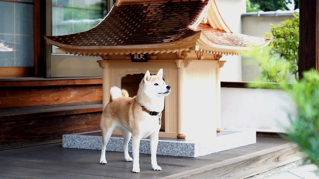 Inoduno: Τα χειροποίητα σκυλόσπιτα σε στυλ παραδοσιακού ιαπωνικού ναού κοστίζουν 150.000 δολάρια