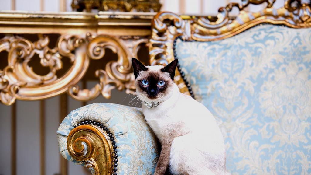 Αυτές είναι οι 10 πιο πλούσιες γάτες του Instagram: Πόσες χιλιάδες ευρώ χρεώνουν για μία ανάρτηση