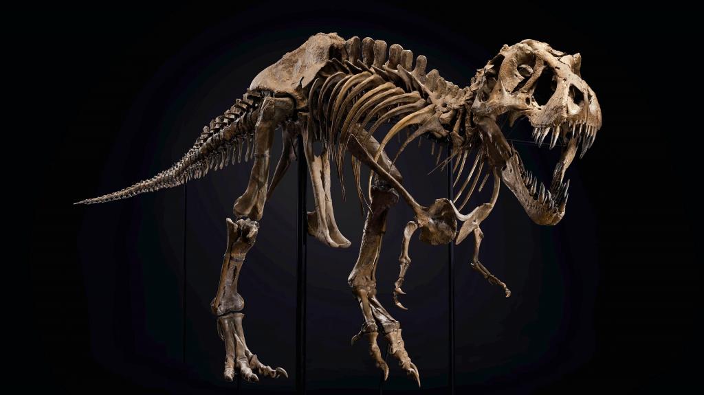 Christie’s: Σε δημοπρασία ο πρώτος απολιθωμένος δεινόσαυρος T-Rex στο Χονγκ Κονγκ - Θα φτάσει τα 25 εκατ. δολάρια