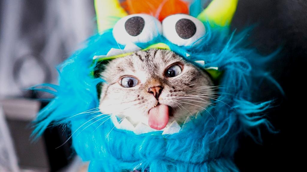 Nala Cat: Η πλουσιότερη γάτα στο Instagram έχει καθαρή αξία 100 εκατ. δολάρια και 4,4 εκατ. followers
