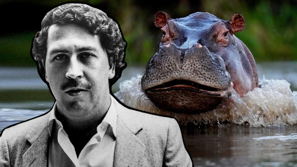 Cocaine hippos: Πώς οι ιπποπόταμοι του Πάμπλο Εσκομπάρ έγιναν ο εφιάλτης της Κολομβίας 