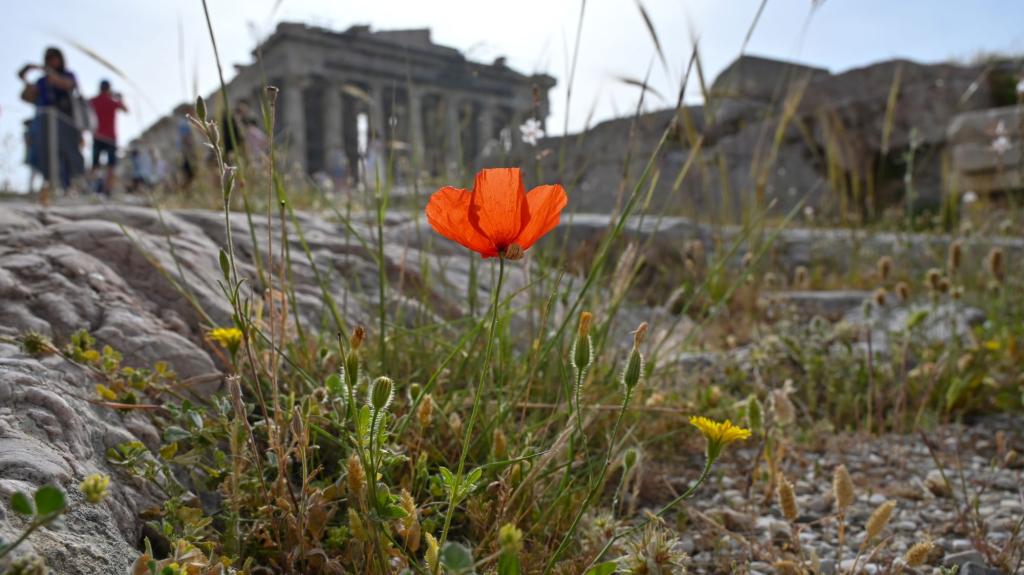 Ακρόπολη / Πηγή Φωτογραφίας: Getty Images - Ideal Image