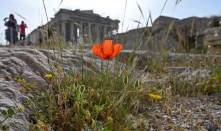 Ακρόπολη / Πηγή Φωτογραφίας: Getty Images - Ideal Image