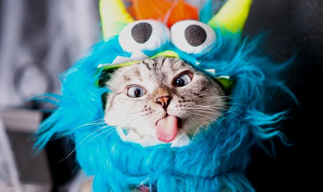 Με αξία 100 εκατ. δολάρια και 4,4 εκατ. followers στο Instagram η Nala είναι κυριολεκτικά γάτα