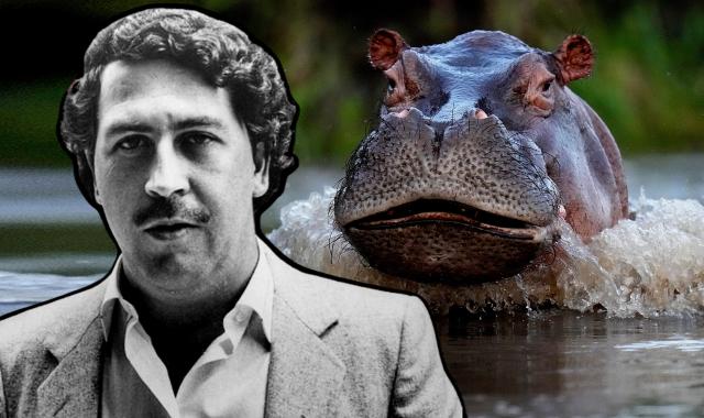 Πώς οι ιπποπόταμοι του Πάμπλο Εσκομπάρ έγιναν ο εφιάλτης της Κολομβίας
