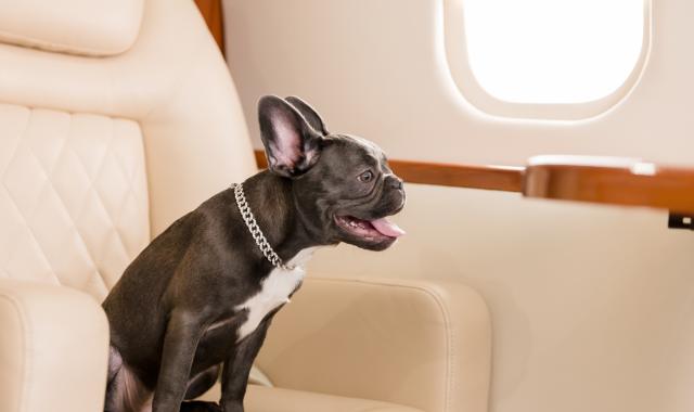 Bark Air: Μια νέα αεροπορική εταιρεία αφιερωμένη στα κατοικίδια απογειώνεται τον Μάιο