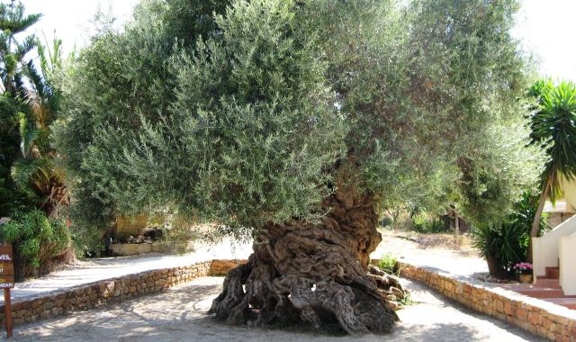 Η ελιά των Βουβών στην Κρήτη είναι 4.000 ετών - Έζησε τον Μέγα Αλέξανδρο